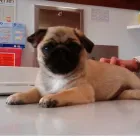 Business 2 image VCA ALBANY ANIMAL HOSPITAL in Albany CA