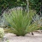 Business 6 image VENTURE ORGANIC LANDCARE Sod Supplier in Garden Ridge TX