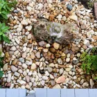 Business 7 image VENTURE ORGANIC LANDCARE Sod Supplier in Garden Ridge TX