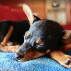 Business 3 image VIP PET SERVICE in Carrollton TX