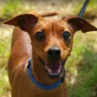 Business 4 image VIP PET SERVICE in Carrollton TX