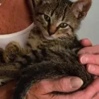 Business 8 image VIP PET SERVICE in Carrollton TX