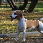 Business 9 image VIP PET SERVICE in Carrollton TX
