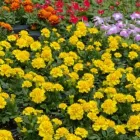 Business 4 image WALDEMAR LANDSCAPE & DESIGN Patio Installations in Austin TX