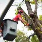 Business 1 image WALNUT CREEK TREE SERVICE Tree Stump Removal Services in Walnut Creek CA