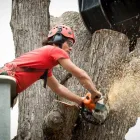 Business 3 image WALNUT CREEK TREE SERVICE Tree Stump Removal Services in Walnut Creek CA