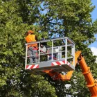 Business 5 image WALNUT CREEK TREE SERVICE Tree Stump Removal Services in Walnut Creek CA