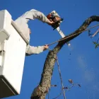 Business 13 image WALNUT CREEK TREE SERVICE Tree Stump Removal Services in Walnut Creek CA