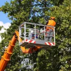 Business 15 image WALNUT CREEK TREE SERVICE Tree Stump Removal Services in Walnut Creek CA