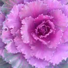 Business 3 image WEATHERFORD GARDENS Nurseries-Plants & Trees in Weatherford TX