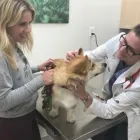 Business 1 image WELLCARE VETERINARY SERVICES Veterinarians in Chicago IL