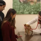 Business 3 image WELLCARE VETERINARY SERVICES Veterinarians in Chicago IL