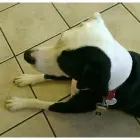 Business 3 image WELLESLEY ANIMAL HOSPITAL Veterinarians in Henrico VA