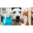 Business 4 image WELLESLEY ANIMAL HOSPITAL Veterinarians in Henrico VA