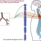 Business 4 image WEST LOS ANGELES CHIROPRACTIC Â® Chiropractors & Chiropractic Services in Los Angeles CA