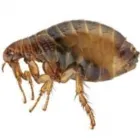 Business 1 image WILLAMETTE PEST CONTROL Termite Control Service in Portland OR