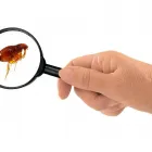 Business 2 image WILLAMETTE PEST CONTROL Termite Control Service in Portland OR