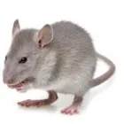 Business 6 image WILLAMETTE PEST CONTROL Termite Control Service in Portland OR