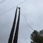 Business 1 image WILLIAMS TREE SERVICE Tree Trimming Service in Indianapolis IN