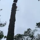 Business 2 image WILLIAMS TREE SERVICE Tree Trimming Service in Indianapolis IN