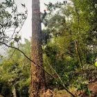 Business 3 image WILLIAMS TREE SERVICE Tree Trimming Service in Indianapolis IN