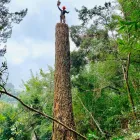 Business 4 image WILLIAMS TREE SERVICE Tree Trimming Service in Indianapolis IN