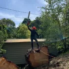 Business 5 image WILLIAMS TREE SERVICE Tree Trimming Service in Indianapolis IN