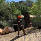 Business 6 image WILLIAMS TREE SERVICE Tree Trimming Service in Indianapolis IN