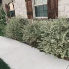 Business 24 image YARD SHARKS Mulch Installation in Weatherford TX