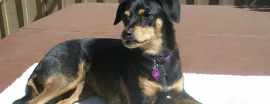 Business 2 image A BETTER CHOICE AT WAVES Psychotherapy in San Jose CA