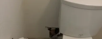 Business 20 image ALL PRO REPIPES INC in San Jose CA