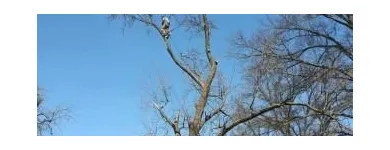Business 7 image ALLEN CONSTRUCTION AND TREE SERVICE, LLC Tree Service in St. Louis MO