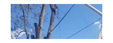 Business 8 image ALLEN CONSTRUCTION AND TREE SERVICE, LLC Tree Service in St. Louis MO