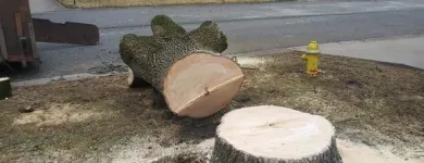 Business 9 image ALLEN CONSTRUCTION AND TREE SERVICE, LLC Tree Service in St. Louis MO