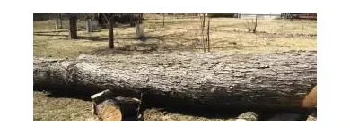 Business 13 image ALLEN CONSTRUCTION AND TREE SERVICE, LLC Tree Service in St. Louis MO