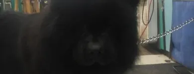 Business 3 image AMERICAN SCHOOL DOG GROOMING Pet Grooming in Oklahoma City OK