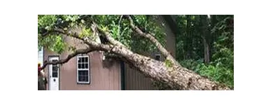 Business 2 image ANAHEIM TREE EXPERTS Tree Service in Anaheim CA