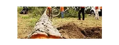 Business 3 image ANAHEIM TREE EXPERTS Tree Service in Anaheim CA