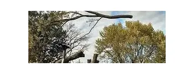 Business 4 image ANAHEIM TREE EXPERTS Tree Service in Anaheim CA