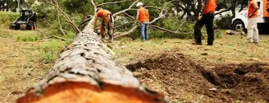 Business 4 image APEX TREE SERVICES in Kansas City MO