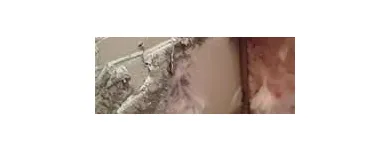 Business 4 image ARC TERMITE AND PEST CONTROL LLC in Riverview FL