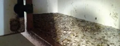 Business 5 image ARC TERMITE AND PEST CONTROL LLC in Riverview FL