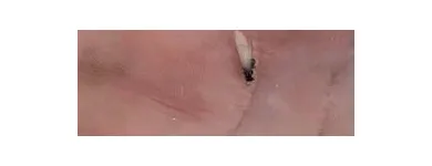 Business 12 image ARC TERMITE AND PEST CONTROL LLC in Riverview FL