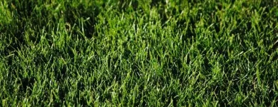 Business 9 image BATTLE IT ALL Yard Cleaning in Baltimore MD