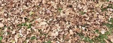 Business 11 image BATTLE IT ALL Yard Cleaning in Baltimore MD