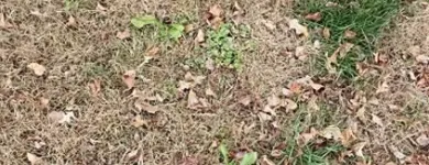 Business 12 image BATTLE IT ALL Yard Cleaning in Baltimore MD