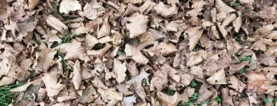 Business 19 image BATTLE IT ALL Yard Cleaning in Baltimore MD