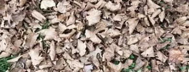 Business 20 image BATTLE IT ALL Yard Cleaning in Baltimore MD