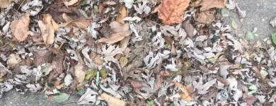 Business 21 image BATTLE IT ALL Yard Cleaning in Baltimore MD