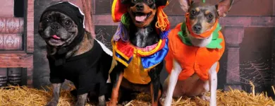 Business 2 image BEAUX ARTS STUDIO, LLC Portrait Photographers in Federal Way WA